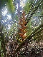 Jah Freedom Inn Negril