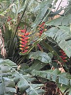 Jah Freedom Inn Negril