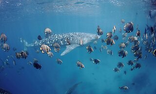 Mahi Mahi Dive Resort