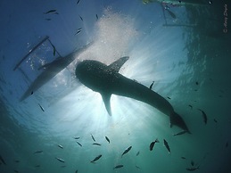 Mahi Mahi Dive Resort