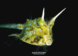 Mahi Mahi Dive Resort