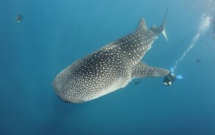 Mahi Mahi Dive Resort