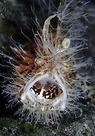 Mahi Mahi Dive Resort