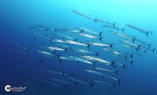 Mahi Mahi Dive Resort