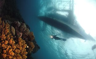 Mahi Mahi Dive Resort