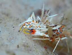 Mahi Mahi Dive Resort