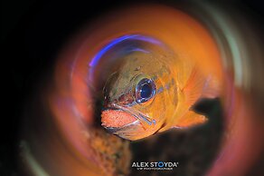 Mahi Mahi Dive Resort