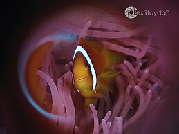 Mahi Mahi Dive Resort