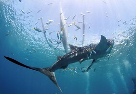 Mahi Mahi Dive Resort