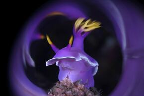 Mahi Mahi Dive Resort