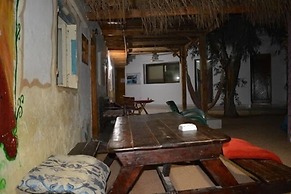 Oasis Fighting Kangaroo