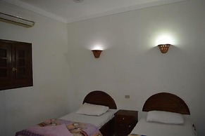 Oasis Fighting Kangaroo