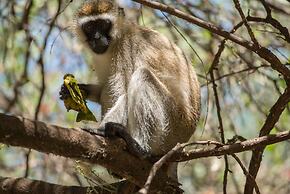 Maji Moto Maasai Cultural Camp