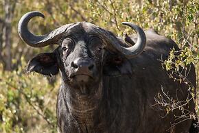 Maji Moto Maasai Cultural Camp