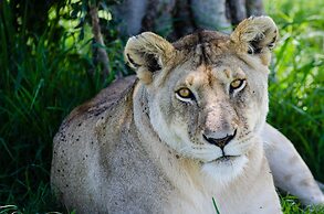 Maji Moto Maasai Cultural Camp