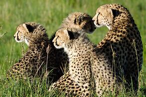 Maji Moto Maasai Cultural Camp