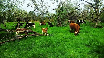 Ecoturismo Los Manzanos