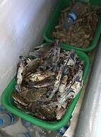 Sea Breeze Lodge Ngapali