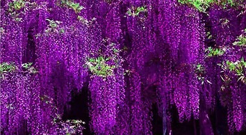 Hospitales del Pellegrino Trastevere