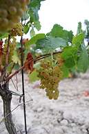 Le Gîte Vigneron