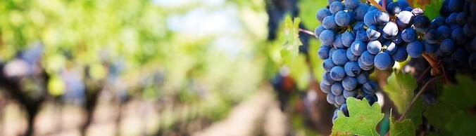 Gillham Vineyard Hotel - Adults Only