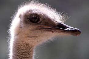 Garden Route Safari Camp