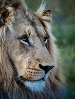 Garden Route Safari Camp