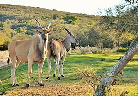 Garden Route Safari Camp