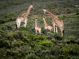 Garden Route Safari Camp