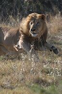 Garden Route Safari Camp