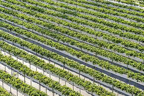 Quan Ming Line Museum