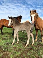 Farmer's Guest House
