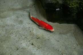 Umeyu No Yado by YADORU KYOTO HANARE