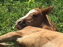 El Faro de Guanajuato