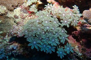 Vanuatu Uncharted Sport Fishing Lounge