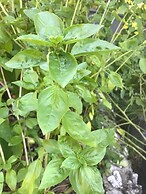 Vanuatu Uncharted Sport Fishing Lounge