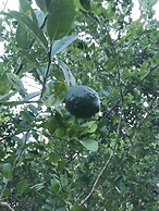 Vanuatu Uncharted Sport Fishing Lounge