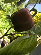 Vanuatu Uncharted Sport Fishing Lounge