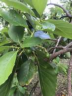 Vanuatu Uncharted Sport Fishing Lounge