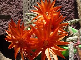 Hostal La Antigua - Hostel