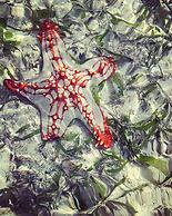 Life Resort St.Thomas Royal Palm