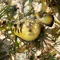 Life Resort St.Thomas Royal Palm