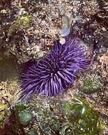 Life Resort St.Thomas Royal Palm