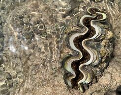 Life Resort St.Thomas Royal Palm