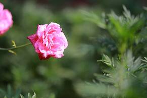 Ninh Binh Palm Homestay