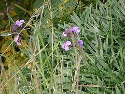 Rickaty Lodge Bed & Breakfast