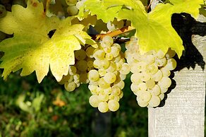 Weinhof am Nussbaum