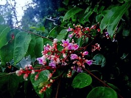 Hotel Lion Nature