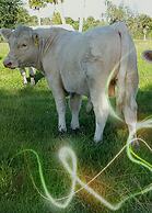 Beautiful Vacation Home CBC FARMS