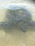 Beach Lagoon Guest House